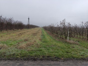 Syndyk sprzeda - Glinki