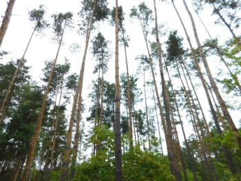 Syndyk sprzeda - Myślakowice
