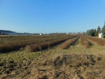 Syndyk sprzeda - Mogielnica, dz. nr 1272 i 1304